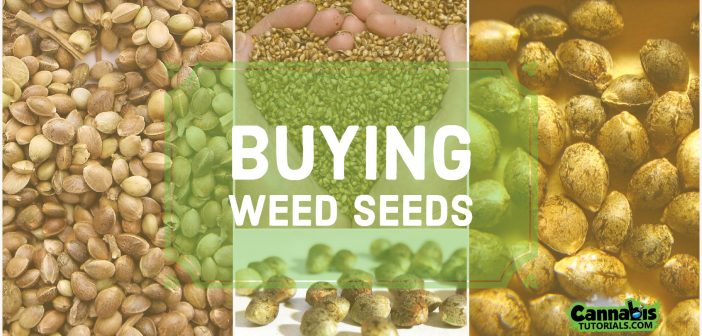 What to know before buying weed seeds.