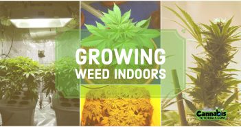 What to know when growing weed indoors