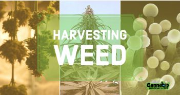 How to harvest weed tutorial.