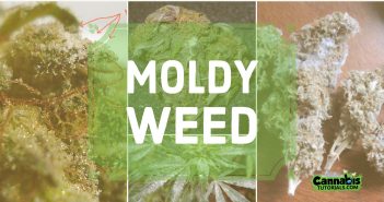 How to prevent moldy weed