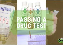 How To Pass a Drug Test Fast for Weed