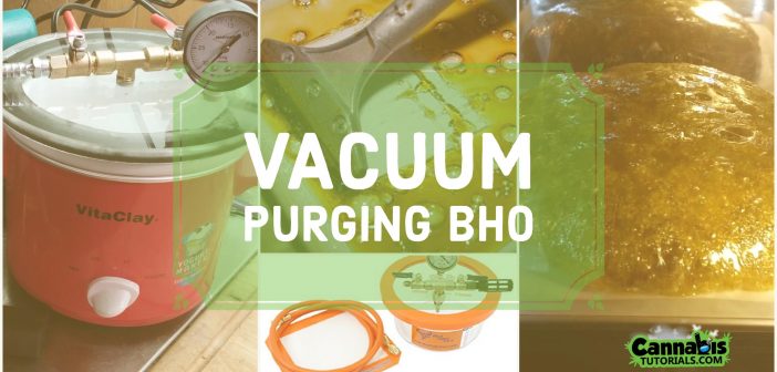 how to vacuum purge bho and vac purge bho