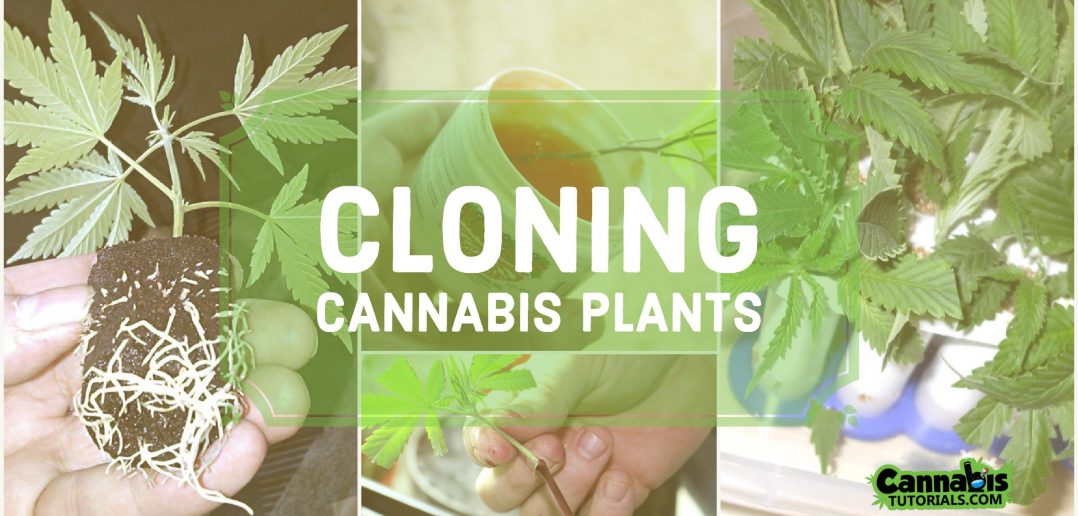 How To Clone Cannabis Plants Properly - 5 Major Methods