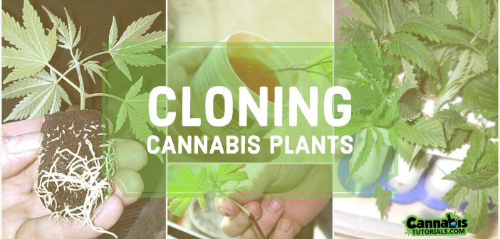 How to clone cannabis plants