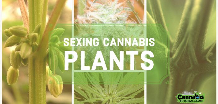 Understanding sexing cannabis plants