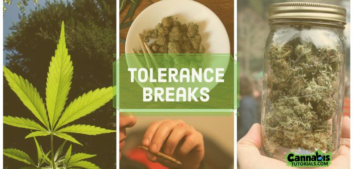 How to take a cannabis tolerance break
