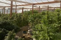 Cannabis farm house