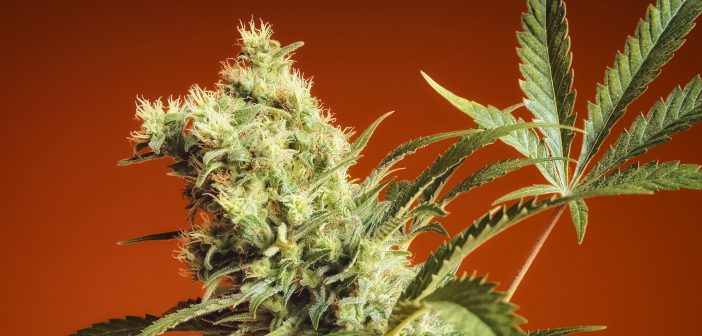 Cannabis plant bud nebula