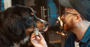 Can you give your pet CBD oil