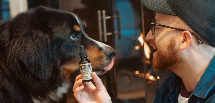 Can you give your pet CBD oil