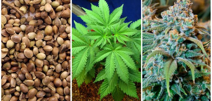 Cannabis plants in vermont
