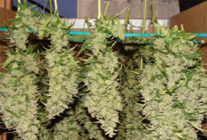 How to harvest weed tutorial.