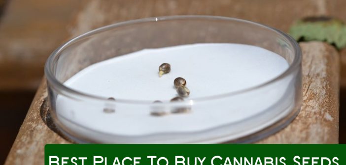 marijuana seeds for sale