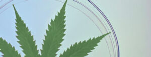 marijuana plant being made for ptsd prevention