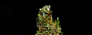 cannabis strains that help ptsd