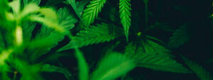 marijuana plants being grown for ptsd treatment