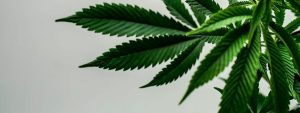 marijuana leaf for relieving nausea