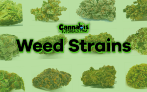 picture of different strains of weed on a white background to highlight all kinds of weed strains