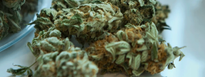 cannabis cooking storage of weed